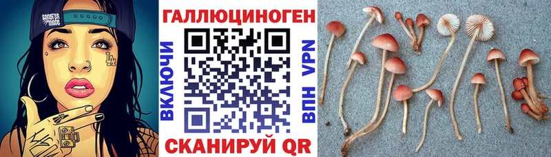 Псилоцибиновые грибы Psilocybe Владимир